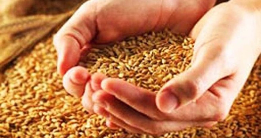 Fermerlərə verilən subsidiyalar niyə səmərə vermir? Buğda əkini nə üçün azalır? –Hesablama Palatası