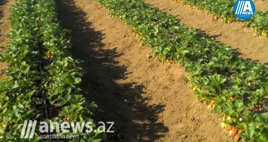 Çiyələklərimi Allah məhv etdi - Fermerlər danışır - VİDEO
