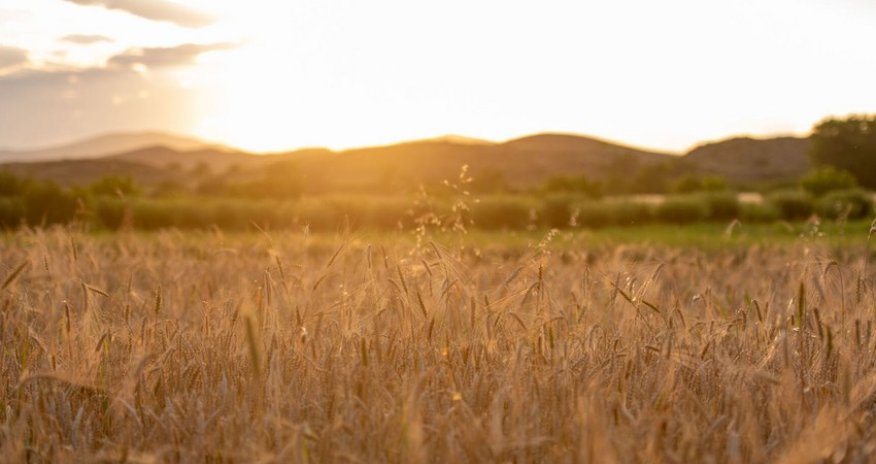 Talks on grain deal at technical level to kick off in Istanbul today