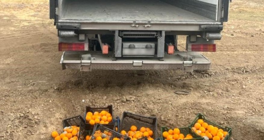 Türkiyədən idxal olunan portağalda zərərli orqanizm aşkarlanıb