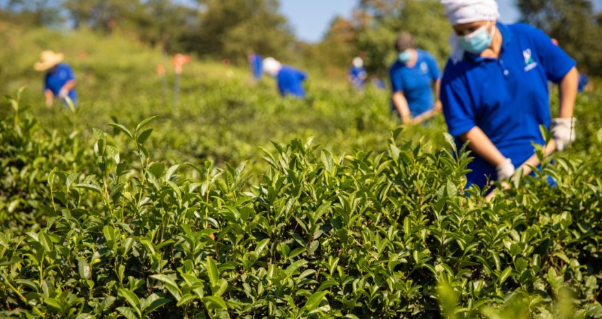 Azerçay” Beynəlxaq Çay Günü münasibətilə silsilə tədbirlər həyata keçirib