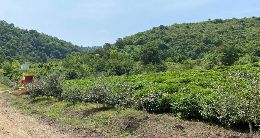 Azərbaycandan çay ixracı  55% azalıb - SƏBƏB