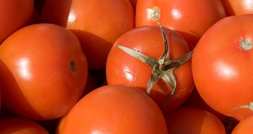 Birinci rübdə Azərbaycandan pomidor ixracı 23% azalıb