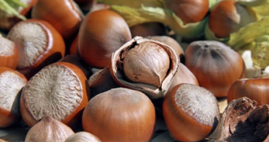 Azərbaycan 2023-cü ilin I rübündə fındıq ixracını 8% artırıb