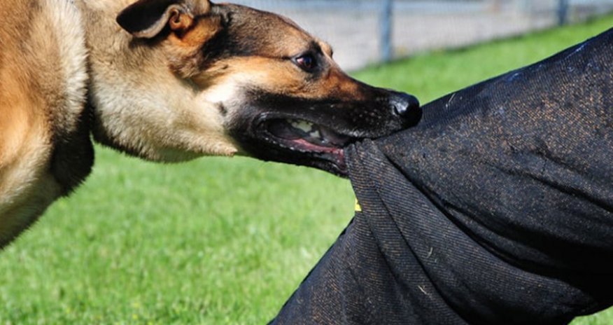 Xaçmazda ailənin 4 üzvünü it dişlədi- YENİLƏNİB