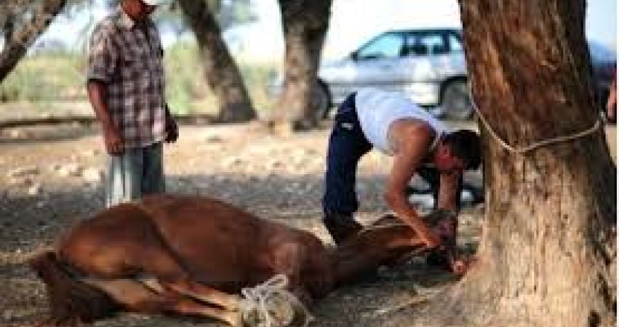 Azərbaycan ilk 3 ayda 690 ədəd diri at satıb