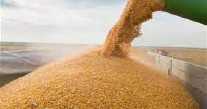 Azərbaycana buğda idxalı artıb