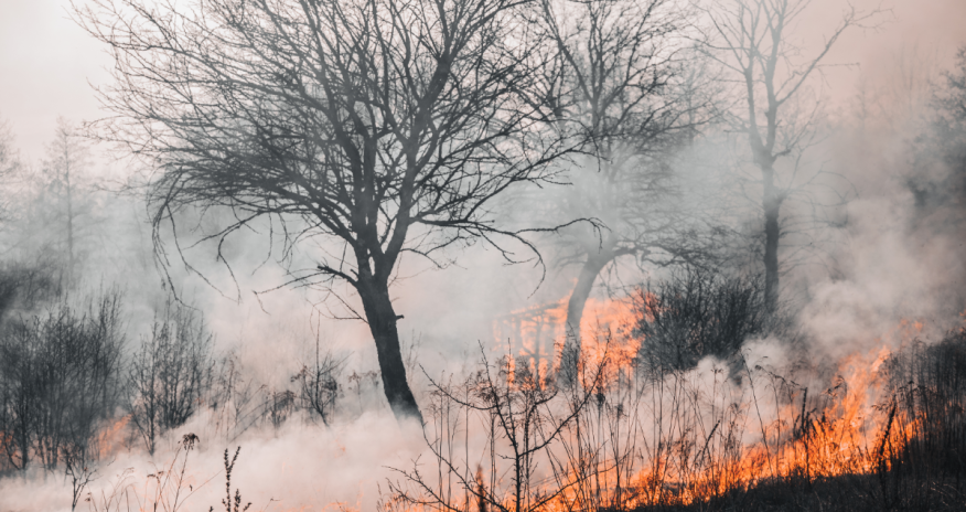 Qazaxıstanda meşə yanğınları davam edir, ölənlər var