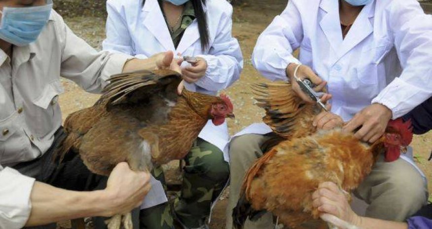 Quş qripi epidemiyaları insanlar üçün təhlükə yaradır