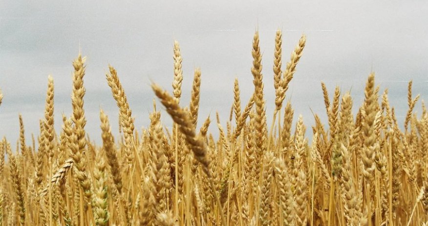 Ağ Ev Rusiyanı Taxıl sazişinə yenidən baxmağa çağırıb