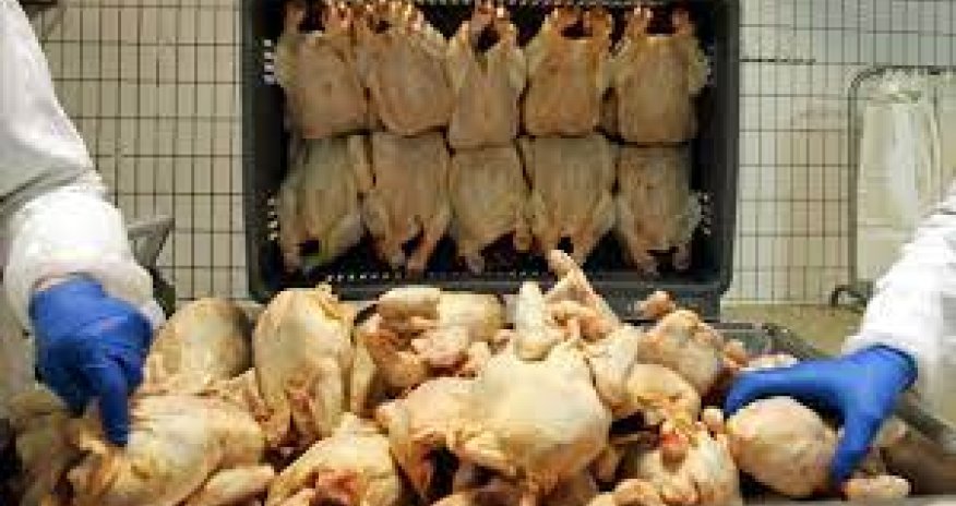 Quş əti və yumurta istehsalçıları hökumətdən yerli bazarı qorumağı xahiş edib