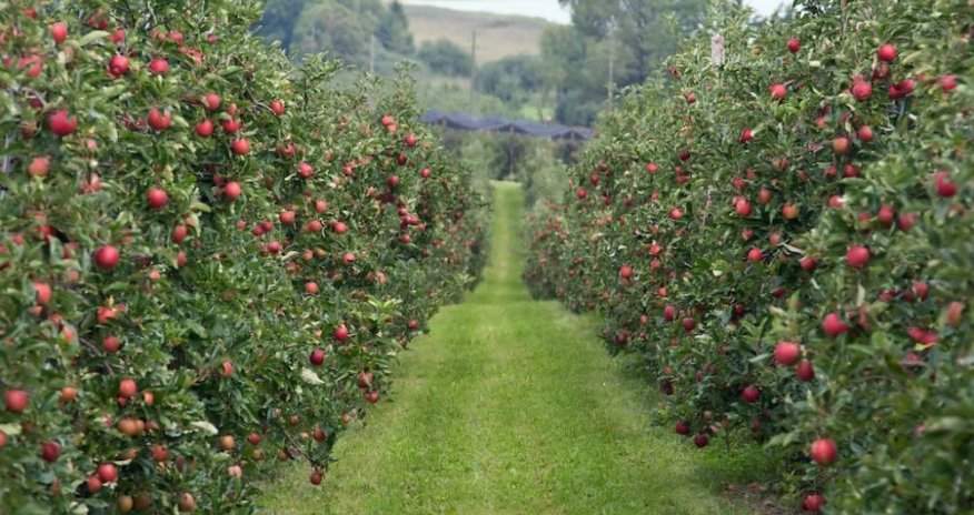 Azərbaycanda yeni meyvə bağları salınacaq, 109 nəfər işlə təmin ediləcək