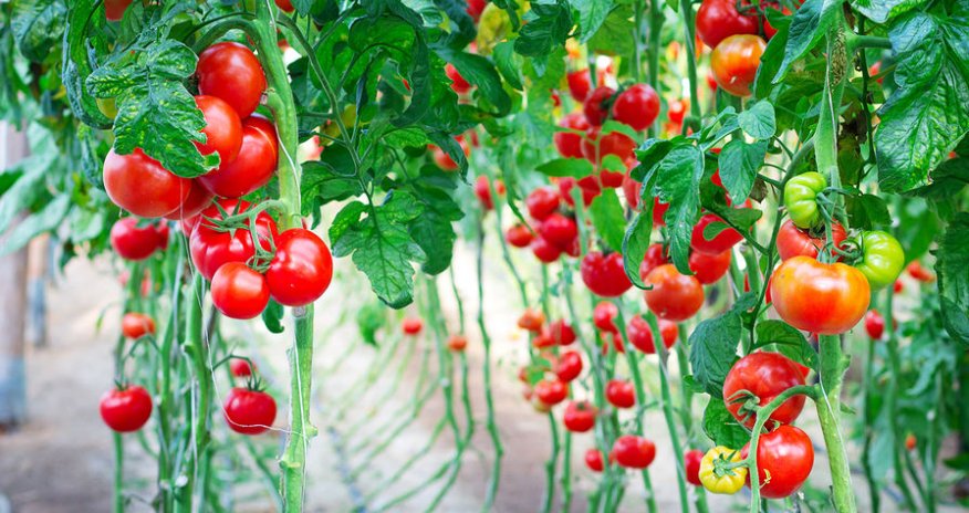 Rusiyada ketçup bahalaşa bilər