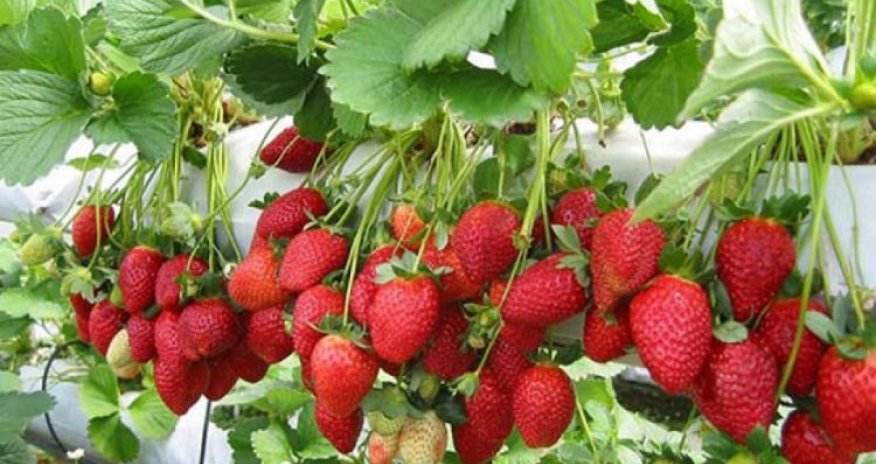 Bu il nə qədər çiyələk xaricə ixrac olunub?- AÇIQLAMA