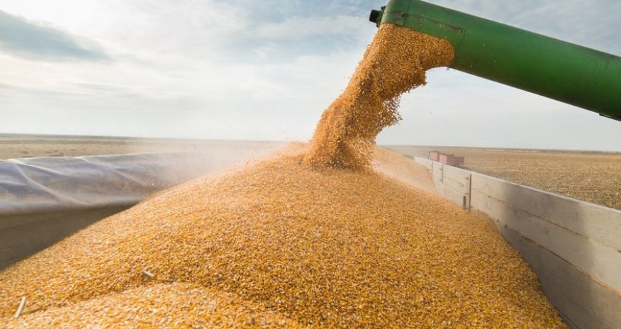 Azərbaycanda buğdanın qiyməti bahalaşacaqmı?