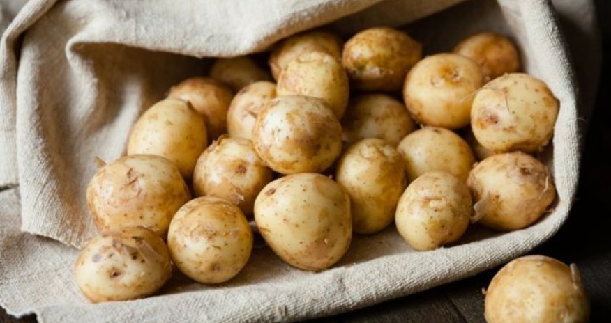 Bu il kartof yığımı azalıb