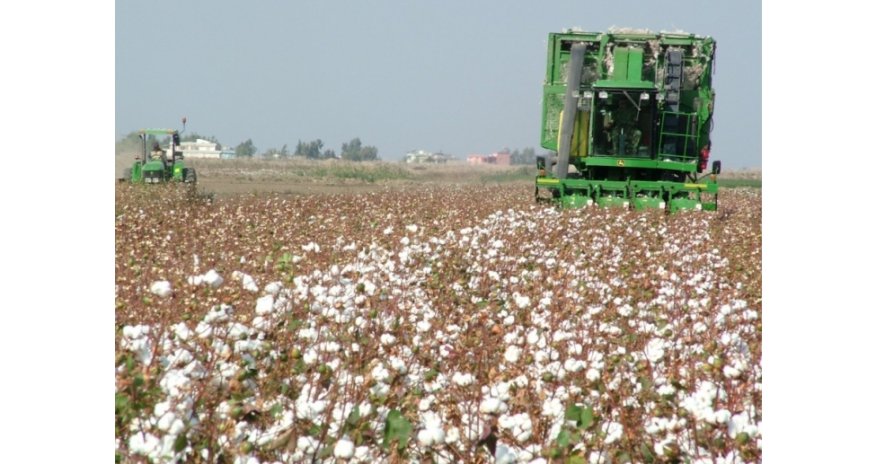 “Azərpambıq”ın ixrac gəlirləri azalıb- RƏSMİ