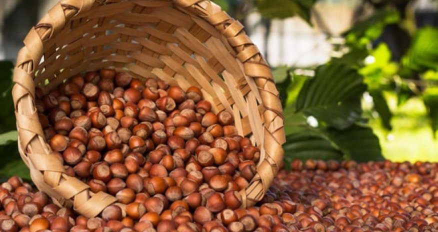 Türkiyədə fındıq ixracı azalıb