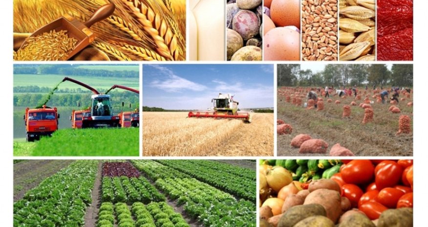 Bu ilin avqustunda aqrar sənaye məhsullarının ixracı artıb