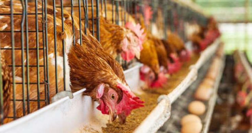 Bu ölkələrdən quşçuluq məhsullarının idxalına qadağa qoyuldu