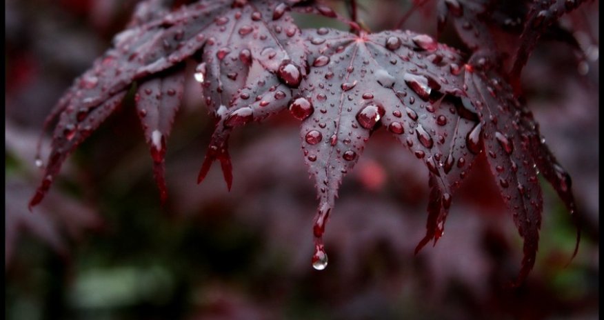 Rainy, windy weather forecast for tomorrow