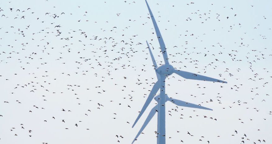 Külək Avropada qazın qiymətini aşağı salır