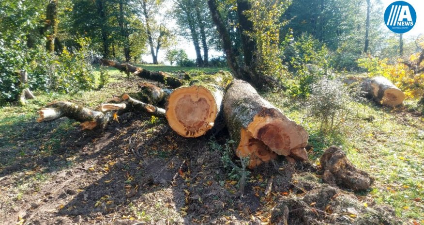 Lerikdə meşədəki ağaclar kəsilib təşkilatlara satılır? - Şikayət - FOTOLAR/VİDEO