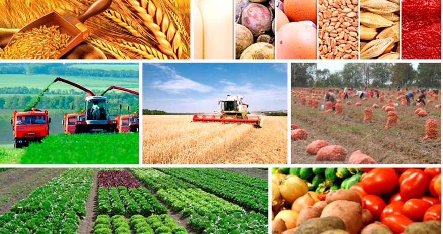 Kənd Təsərrüfatı Nazirliyinə gələn il nə qədər pul ayrılacaq? - Rəsmi