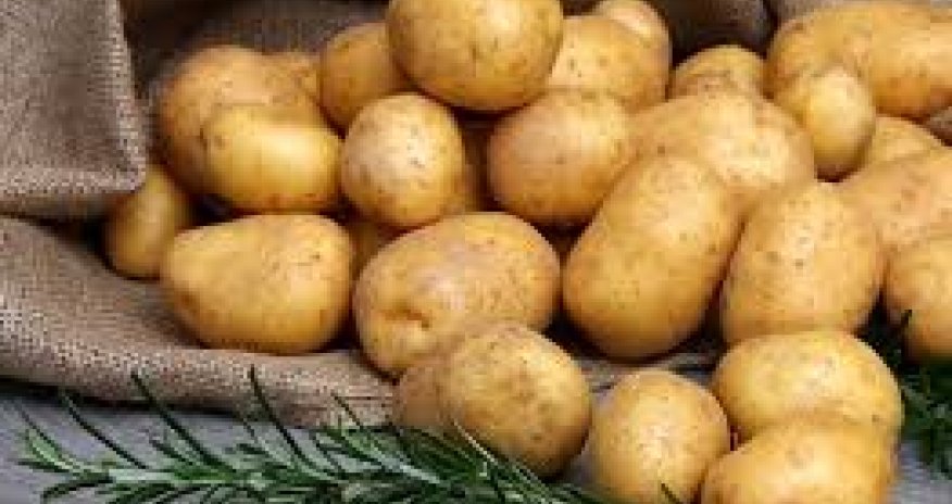 Azərbaycanda kartof yığımı 40 min ton azalıb