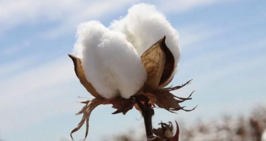 Azərbaycanda pambıq yığımı azalıb- STATİSTİKA