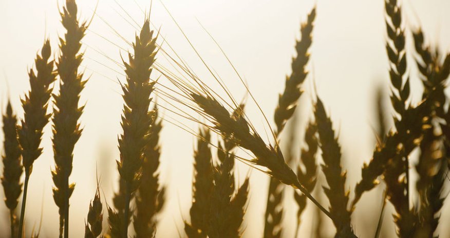 Rusiya Afrikanın 2 ölkəsinə buğda yardımı göndərib