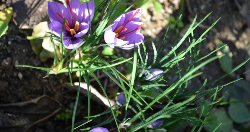 Dünyanın ən qiymətli ədviyyəsi: çox əkilsə belə, həmişə baha başa gəlir