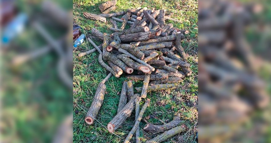 Qanunsuz ağac kəsənlər və ətraf mühiti çirkləndirənlər məsuliyyətə cəlb olunub