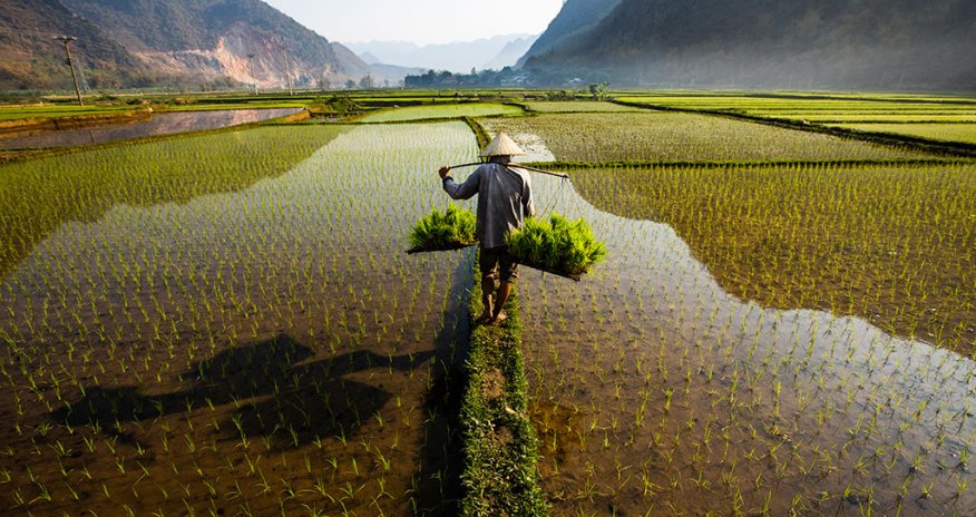 На востоке Китая нашли древнее рисовое поле возрастом 5,3 тыс. лет