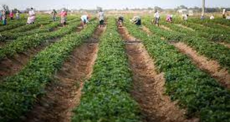 Qarabağ və Şərqi Zəngəzurda potensial əkin sahəsi 160 min hektardır