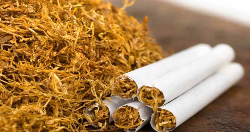 Azərbaycanda tütün istehsalı 22% artıb