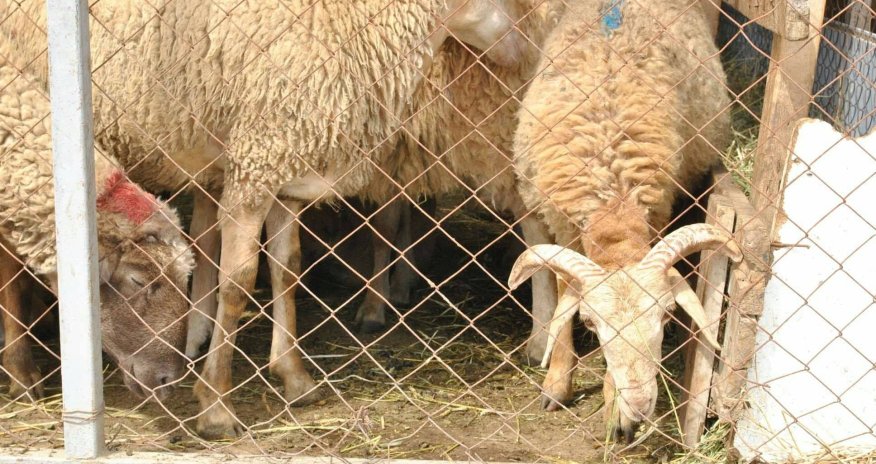 Azərbaycanda diri qoyunların sayı azalır - İdxalda artım var