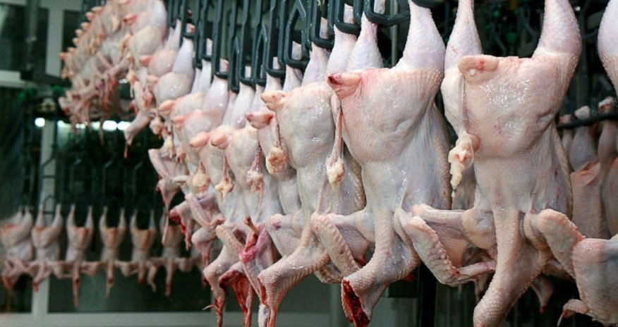 Ölkəyə gətirilən diri toyuq idxalı artıb