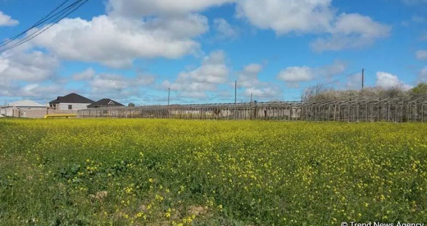 Qeyri yaşayış və torpaq sahələrinin icarəyə verilməsindən daxilolmalar  artıb