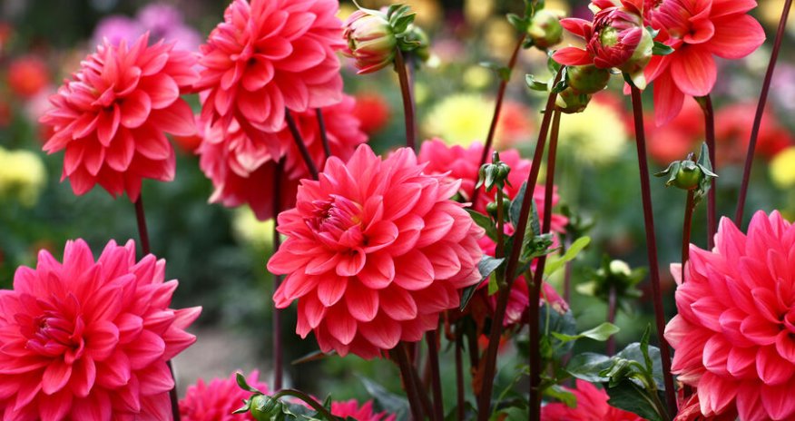 Türkiyə Rusiyaya gül ixracını genişləndirməyi hədəfləyir