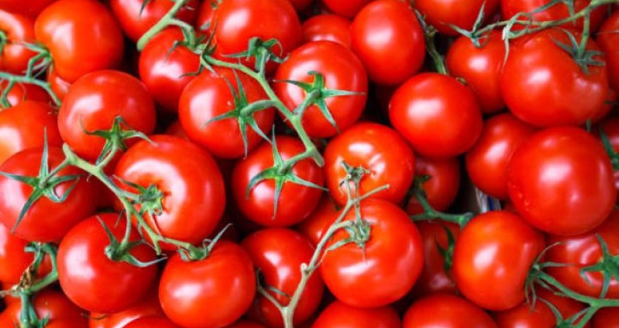 5 ildə pomidor ixracından əldə olunan gəlir açıqlanıb