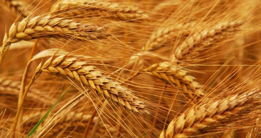 Azərbaycanın xaricdən buğda idxalı 2 dəfə azalıb