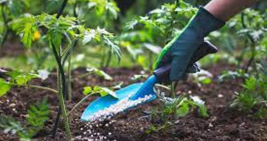 Azərbaycana gübrə idxalı artıb