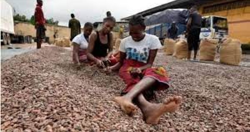 Şokoladın qiyməti iki dəfə arta bilər