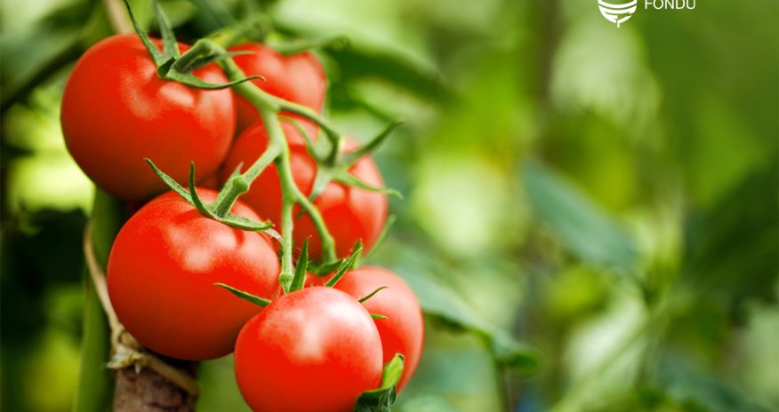 Pomidorların sığorta sezonu başlayıb