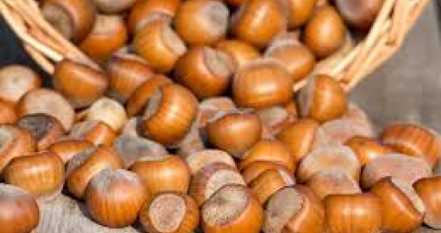 Azərbaycan Çinə fındıq ixrac etməyə hazırlaşır