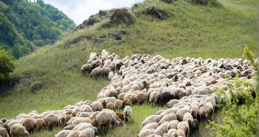 Kəlbəcərdə yaylaqları zəbt edən şəxsin qanunsuz əməllərinin qarşısı alınıb