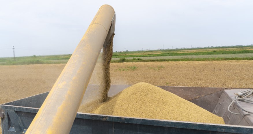 Azərbaycanda  taxıl sahələrinin 62,8%-də biçin başa çatıb