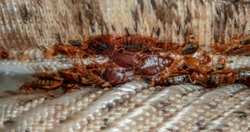 Крупнейший музей Марселя частично закрылся из-за нашествия клопов