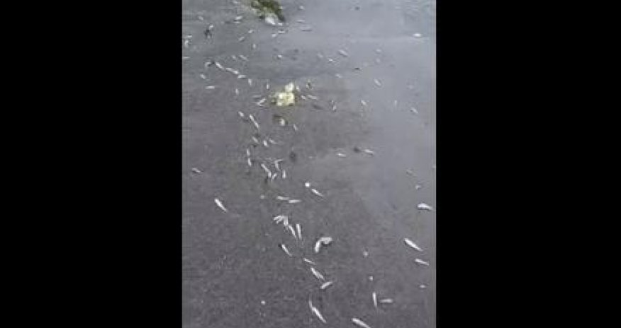 Xəzər sahillərində balıqların kütləvi ölümü baş verib - VİDEO